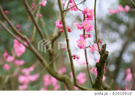 梅の花　道知辺 62010919