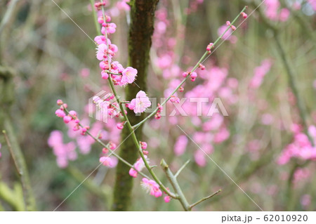 梅の花　道知辺 62010920