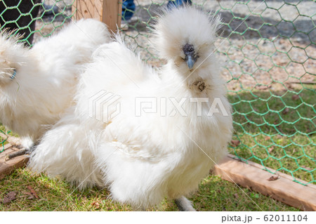 ウコッケイ 62011104