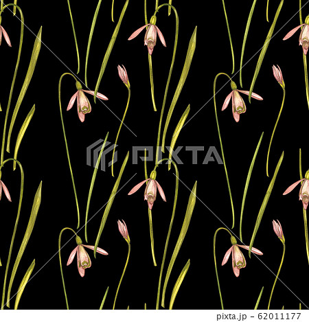 Watercolor snowdrops flowers. Seamless patterns. Wild flower set isolated on white. Botanical watercolor illustration, snowdrops bouquet, rustic flowers. 62011177