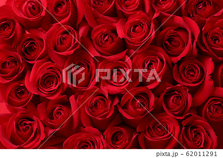 赤いバラの背景素材 62011291
