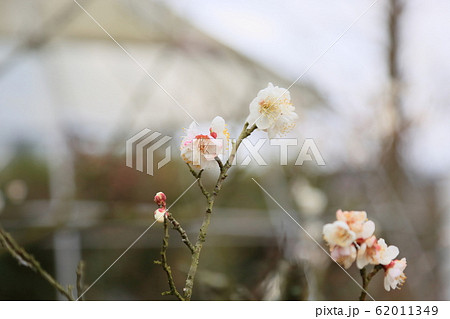 白梅の花　雪月花 62011349