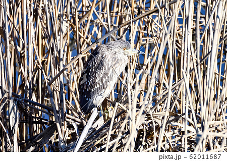 ゴイサギ（ホシゴイ） 62011687