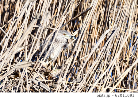ゴイサギ(ホシゴイ) ゴイサギ(ホシゴイ) 62011693