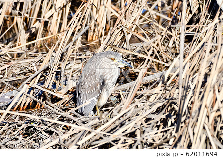 ゴイサギ(ホシゴイ) ゴイサギ(ホシゴイ) 62011694