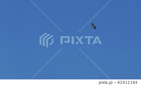 Common buzzard in flight against the sky 62012184