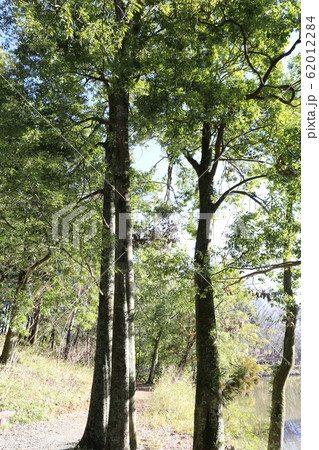 シラカシ 62012284