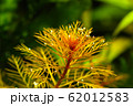水槽の中の赤色の水草 62012583