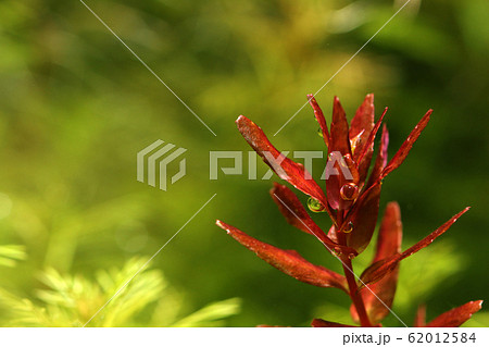 水槽内の赤系水草 62012584