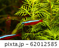 水槽内の熱帯魚と緑の水草 62012585