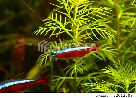 水槽内の熱帯魚と緑の水草の写真素材
