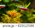 水槽内の熱帯魚と赤の水草 62012586
