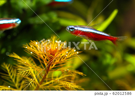 水槽内の熱帯魚と赤の水草の写真素材