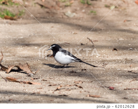 セグロセキレイ 62012628