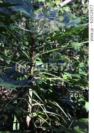 ヤツデ ヤツデ 62012677