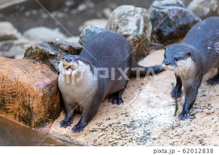 コツメカワウソ コツメカワウソ 62012838