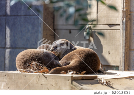 コツメカワウソ コツメカワウソ 62012855