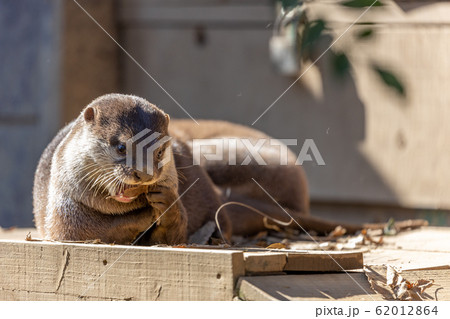 コツメカワウソ コツメカワウソ 62012864