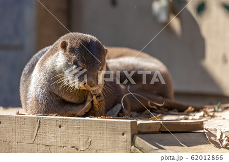 コツメカワウソ コツメカワウソ 62012866