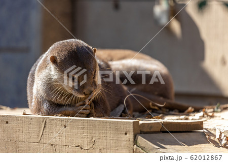 コツメカワウソ 62012867