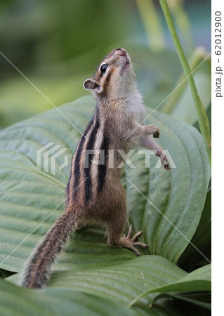 シマリス シマリス 62012900