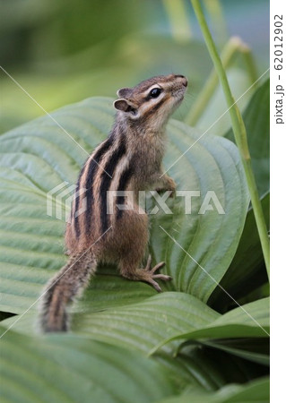 シマリス 62012902