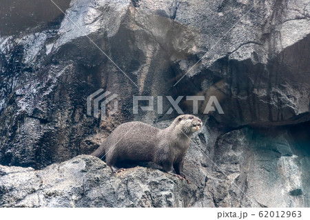 コツメカワウソ コツメカワウソ 62012963