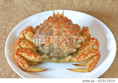 茹でたクリガニ 茹でたクリガニ 62013014