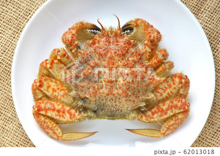 茹でたクリガニ 茹でたクリガニ 62013018
