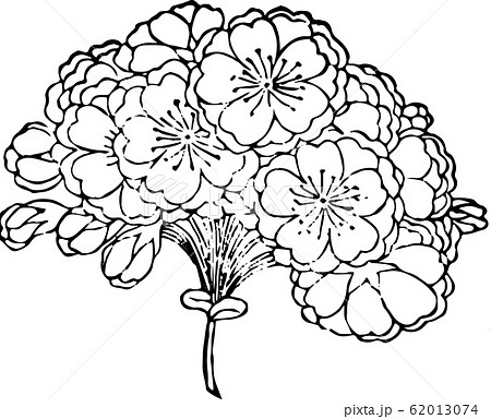毬桜 毬桜 62013074