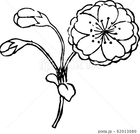 爪紅桜 62013080