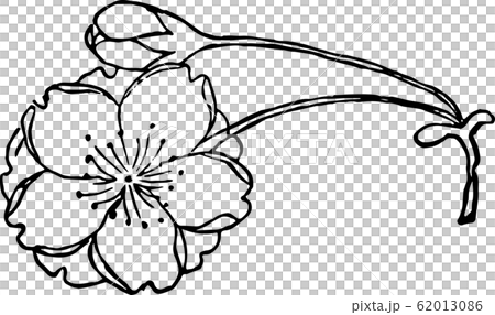 楊貴妃桜 楊貴妃桜 62013086