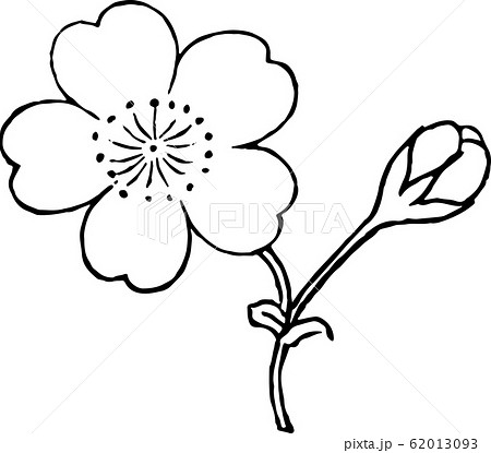 海棠桜 62013093