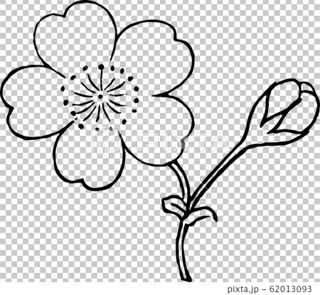 海棠桜 62013093