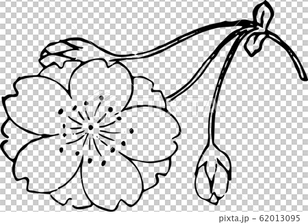江戸桜（小） 62013095