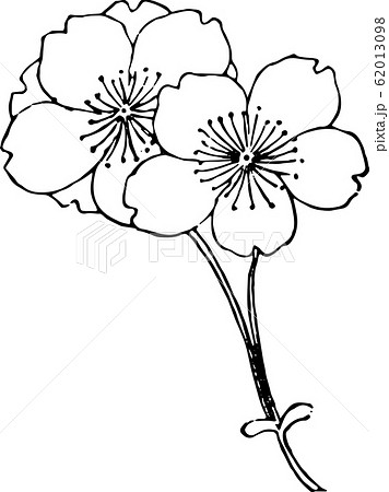 桐谷桜 62013098