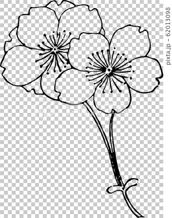 桐谷桜 62013098