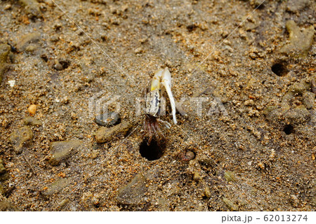 シオマネキ 62013274