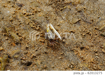 シオマネキ 62013275