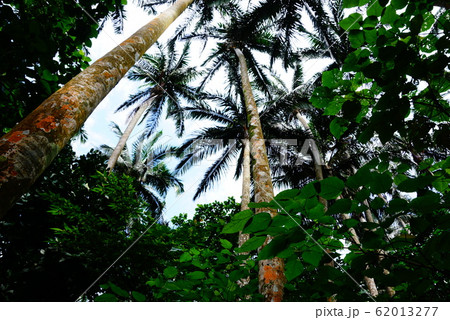 八重山椰子 62013277
