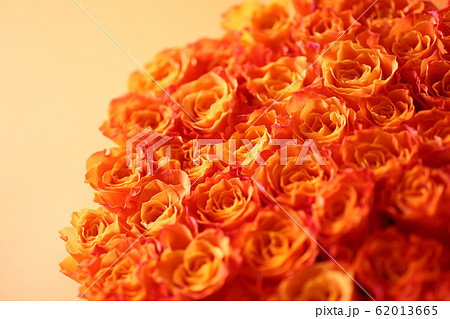 オレンジ色の背景にオレンジ色の薔薇の写真素材