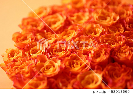 オレンジ色の背景にオレンジ色の薔薇 62013666