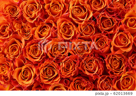 オレンジ色の薔薇の背景素材の写真素材