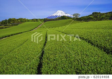 【静岡県】 富士山 茶畑 【静岡県】 富士山 茶畑 62014408