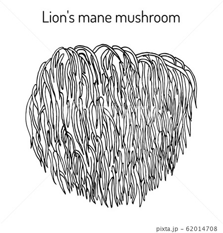 Lion s mane mushroom Hericium erinaceus , edible and medicinal plant 62014708