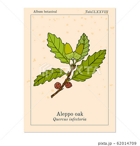 Aleppo oak Quercus infectoria , medicinal plant 62014709