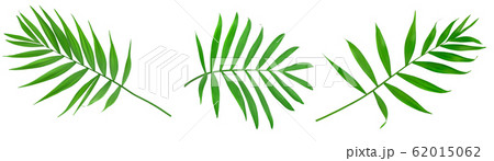 Green leaves of palm tree isolated on white background with clipping path. Set or collection 62015062