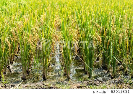 Organic ripe jasmine rice farm, Thailand Organic ripe jasmine rice farm, Thailand 62015351