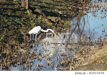 水辺のダイサギ 62015656