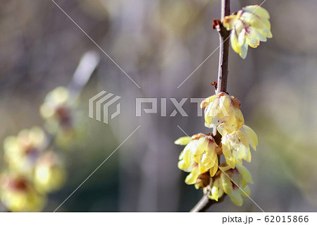 ロウバイ ロウバイ 62015866